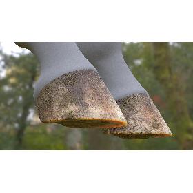 Horse Hoof HD 3D model